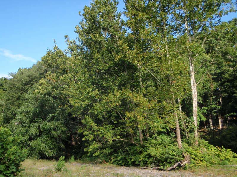 Sycamore - mixed hardwood floodplain forest